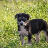 معاوضه|حیوانات|داراب, |دیوار