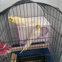 عروس هلندی نر و ماده لوتینو