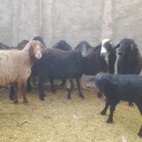 ده راس میش جوان عالی|حیوانات مزرعه|پیشوا, |دیوار