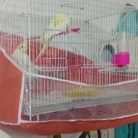 عروس هلندی|پرنده|شیروان (خراسان), |دیوار