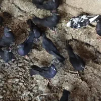 انواع کبوتر بوشهری|پرنده|خورموج, |دیوار