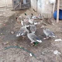 فروش تعداد۳ عدد غاز نمایی|حیوانات مزرعه|خمام, |دیوار