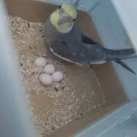 جفت عروس هلندی