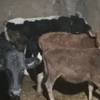 گوساله ماده و نر