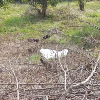 جوجه بوقلمون