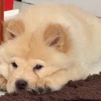 فروش فوری سگ چاوچاو ماده ۶ماهه تربیت شده