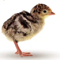 جوجه بوقلمون برنز