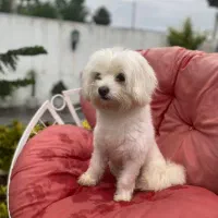 یک عدد سگ نژاد شیتزو