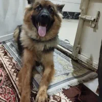 فروش سگ