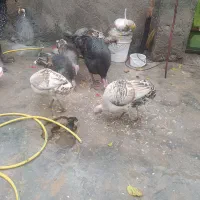 بوقلمون سه تا بوقلمون دوتا ماده ی نر