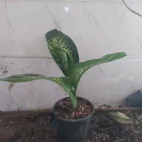 گل و گیاه دیفن