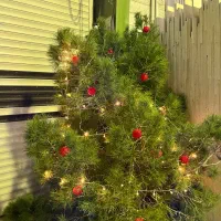 درخت کریسمس طبیعی|صنایع دستی و سایر لوازم تزئینی|تهران, زعفرانیه|دیوار