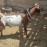 نری‌  چاق و چله برای قربانی