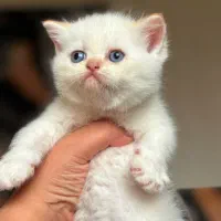 بریتیش شورت هیر|گربه|رشت, منظریه|دیوار