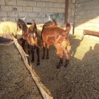 بزافغانی نر|حیوانات مزرعه|اهواز, کوی ابوالفضل|دیوار