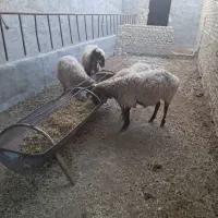 بره ماده رومانوف|حیوانات مزرعه|یزد, |دیوار