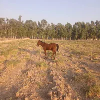 ۶ ماهه کُره مادیون