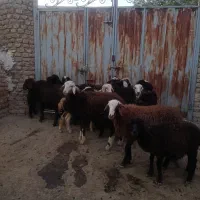 بره نر ماده