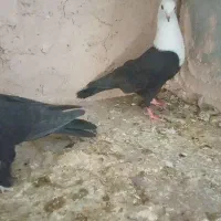 کله سفید|پرنده|مبارکه, |دیوار