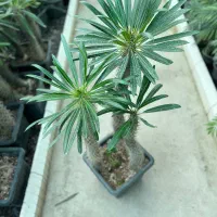 نخل ماداگاسکار|گل و گیاه طبیعی|رشت, بیجارپس|دیوار