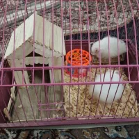 همستر نرو ماده|موش و خرگوش|رشت, پسیخان|دیوار