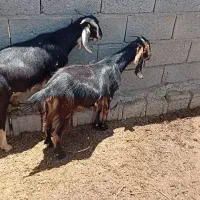 گوسفند