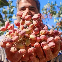 از هر درختت ۲۰ کیلو پسته برداشت کن