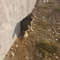 سگ پاکوتاه وهاسکی