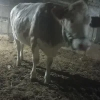 گاو گوساله نوبر و نر