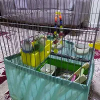 طوطی برزیلی نروماده باهم 1700