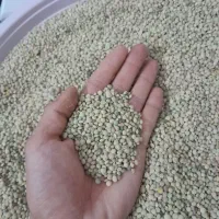 عدس دیم محلی زود پز