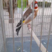 سهره نرمست جفتی آماده جفت رام ۲ساله کل پهن کشیده