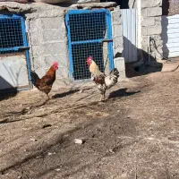 خروس محلی|حیوانات مزرعه|مشگین شهر, |دیوار