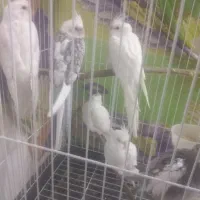 پرنده عروس هلندی