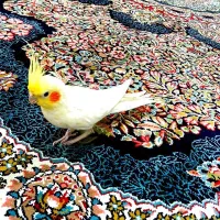 عروس هلندی سخنگو دستی