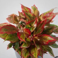 گل طبیعی|گل و گیاه طبیعی|نیشابور, گنبد سبز|دیوار