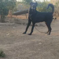 سگ سرابی|سگ|آبش احمد, |دیوار