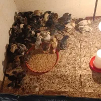 جوجه محلی اصل