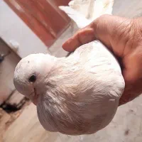 کبوتر کاکلی،پرشی،نوک قنار|پرنده|مزرعه کتول, |دیوار