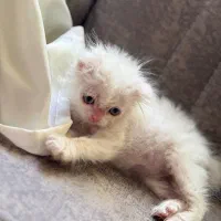 گربه اسکاتیش