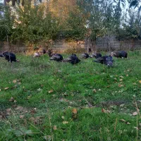 فروش بوقلمون محلی|حیوانات مزرعه|مشگین شهر, |دیوار