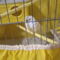 مرغ عشق|پرنده|بومهن, |دیوار