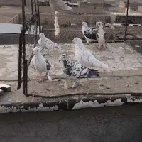 کبوتر|پرنده|محمدیه-قزوین, |دیوار