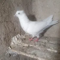 کبوتر  رنگ