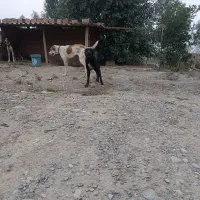 سگ پیتبول