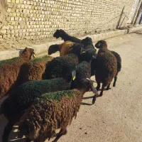 بره ماده سالم سلامت تضمینی