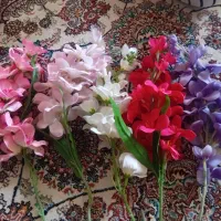۵ عدد گل ارکیده سالم و زیبا