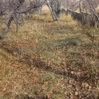 باغ  دشت زیبای مشا