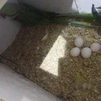 فروش جوجه ملنگو، گرینچیک و جفت شاهطوطی مولد|پرنده|رفسنجان, |دیوار