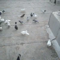 فروش کبوتر|پرنده|گرمسار, |دیوار